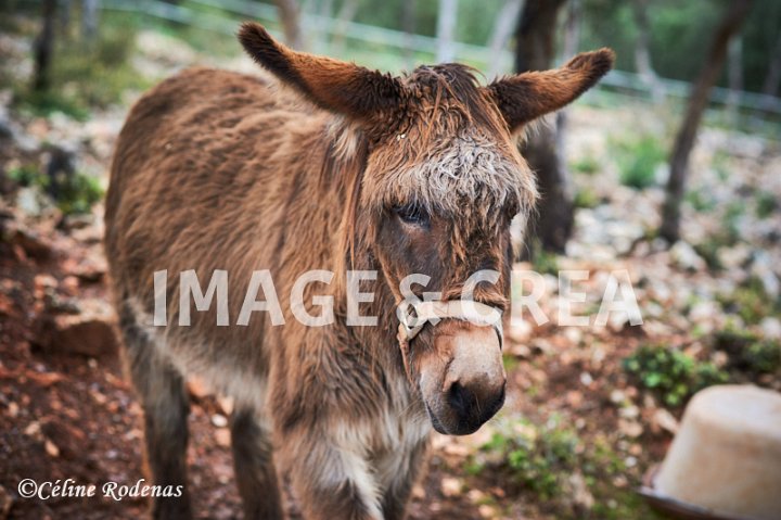 ©cel-t-692.jpg