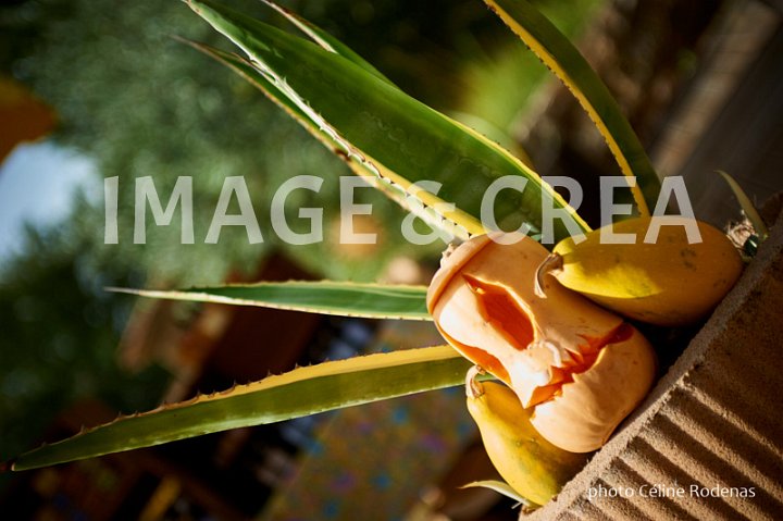 042©cel-tc-017.jpg